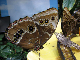 Картинка животные бабочки