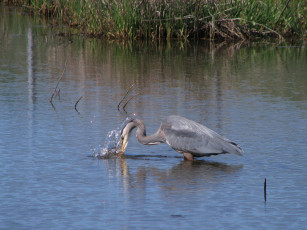 Картинка животные цапли