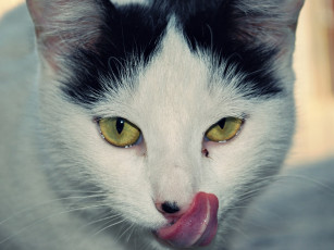 Картинка животные коты