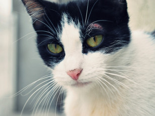 Картинка животные коты