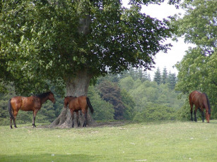 Картинка животные лошади