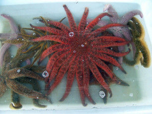 Картинка животные морские звёзды