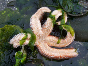 Картинка животные морские звёзды