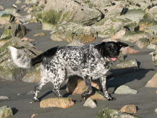 Картинка животные собаки