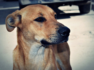 Картинка животные собаки