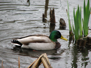 Картинка животные утки