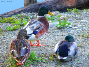 Картинка животные утки