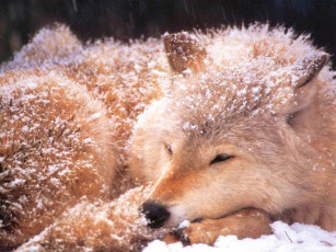 Картинка животные волки