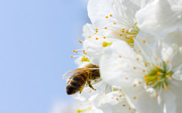 Картинка цветы цветущие деревья кустарники