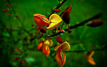 Картинка цветы цветущие деревья кустарники