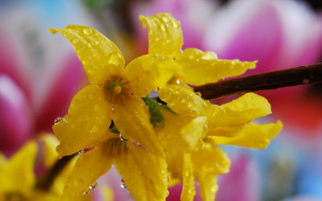 обоя цветы, цветущие, деревья, кустарники