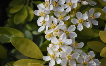 Картинка цветы цветущие деревья кустарники