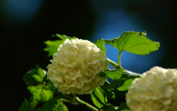 Картинка цветы гортензия