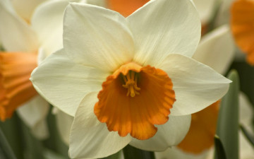 Картинка цветы нарциссы