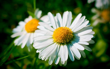 Картинка цветы ромашки
