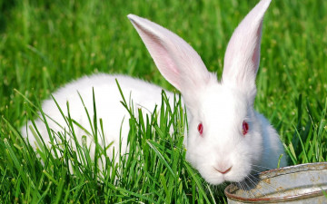 Картинка животные кролики зайцы