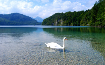 Картинка животные лебеди