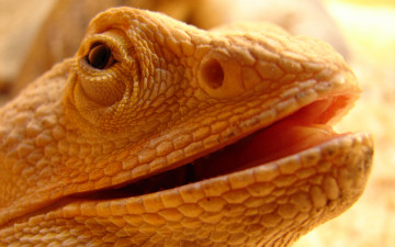 Картинка животные Ящерицы игуаны вараны