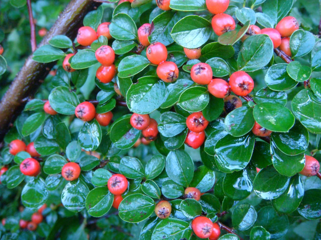 Обои картинки фото 