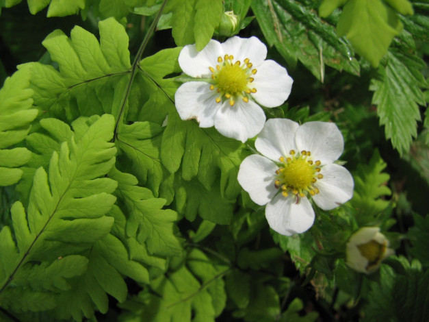 Обои картинки фото цветы