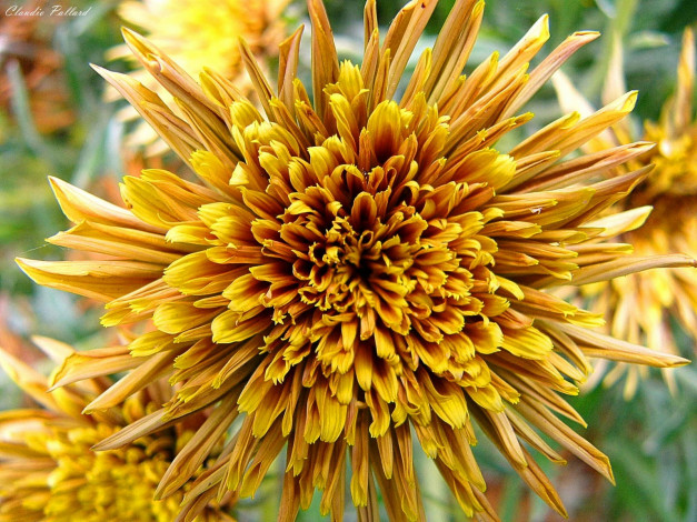 Обои картинки фото цветы, георгины