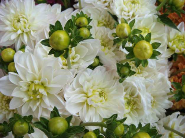 Обои картинки фото цветы, георгины