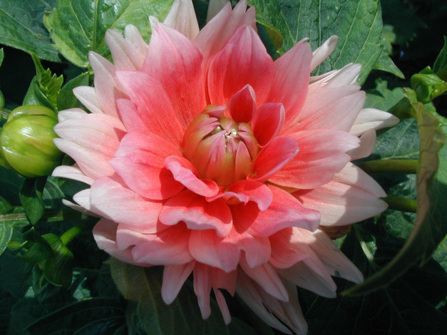 Обои картинки фото цветы, георгины