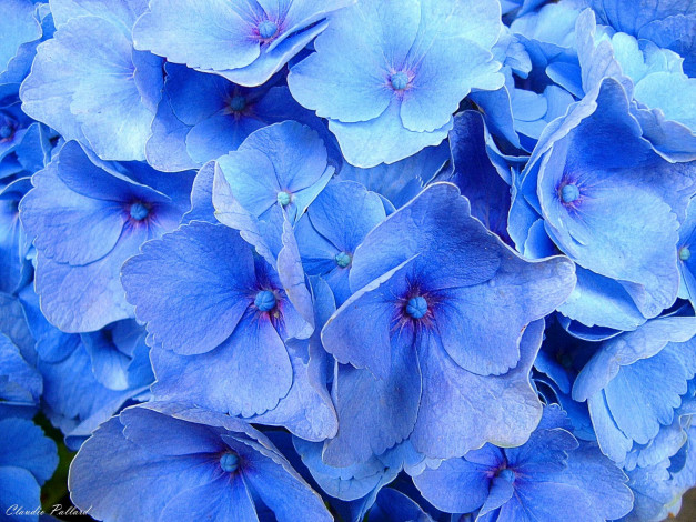 Обои картинки фото цветы, гортензия