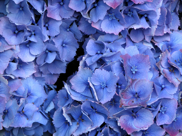 Обои картинки фото цветы, гортензия