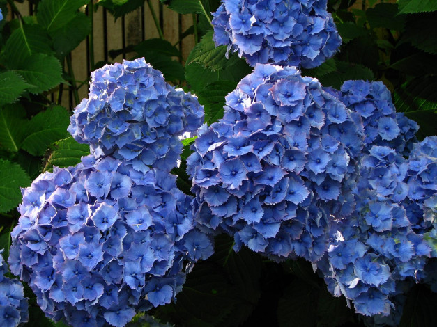 Обои картинки фото цветы, гортензия