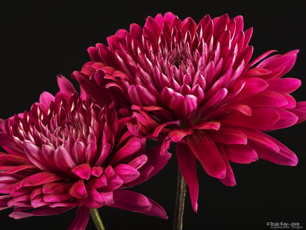 Обои картинки фото цветы, хризантемы