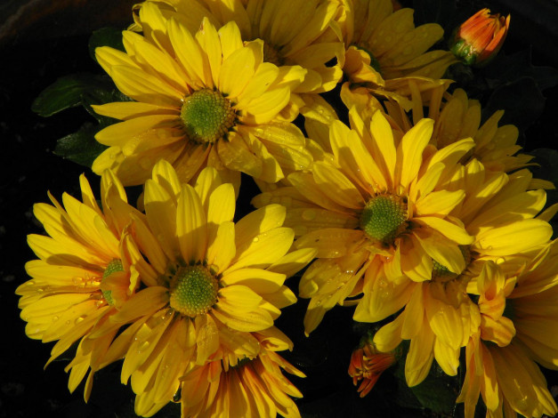 Обои картинки фото цветы, хризантемы