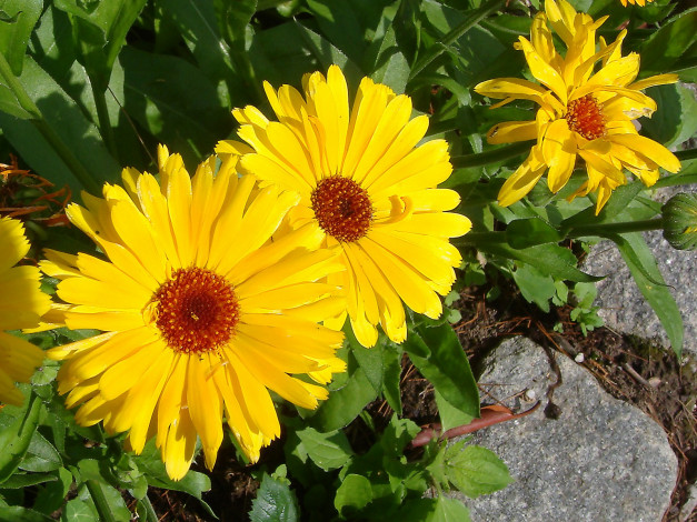 Обои картинки фото цветы, календула