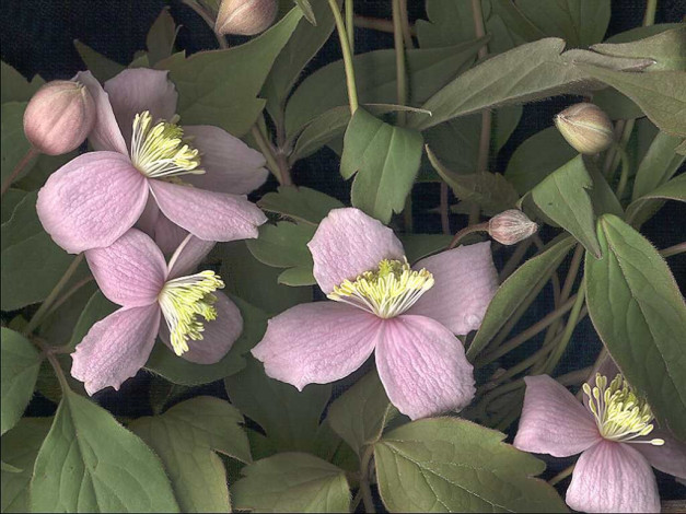 Обои картинки фото цветы, клематис, ломонос