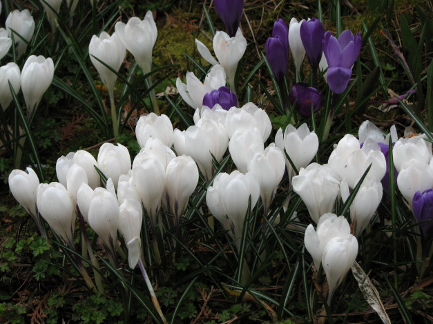 Обои картинки фото цветы, крокусы