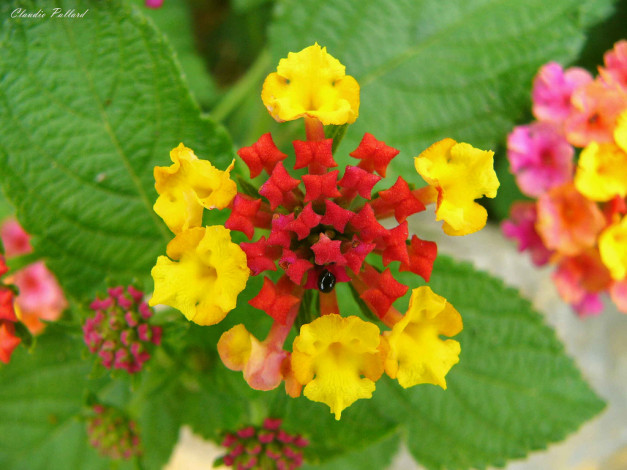 Обои картинки фото цветы, лантана, вербена