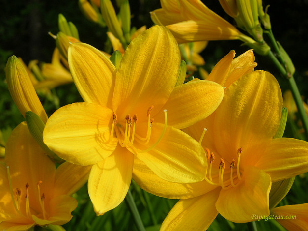 Обои картинки фото цветы, лилии, лилейники