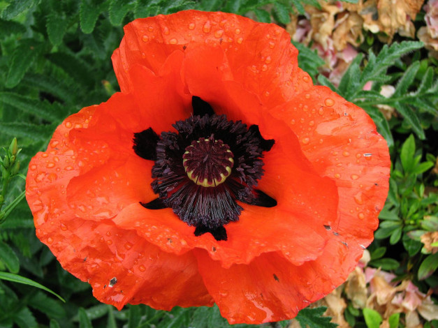 Обои картинки фото цветы, маки