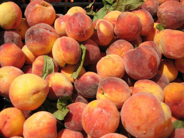 Обои картинки фото еда, персики, сливы, абрикосы