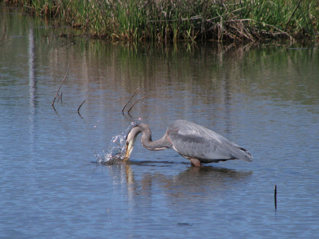 Обои картинки фото животные, цапли