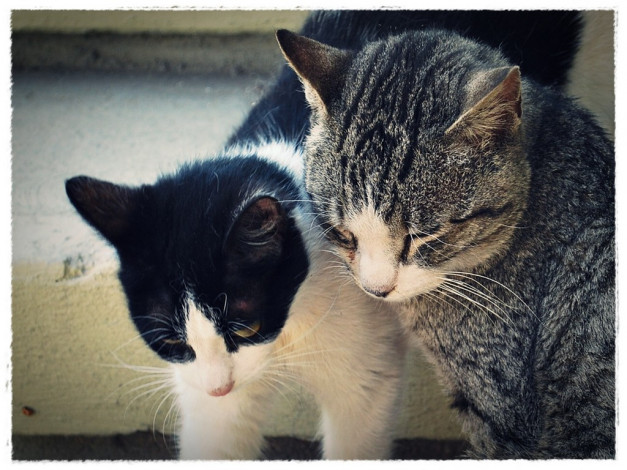 Обои картинки фото животные, коты