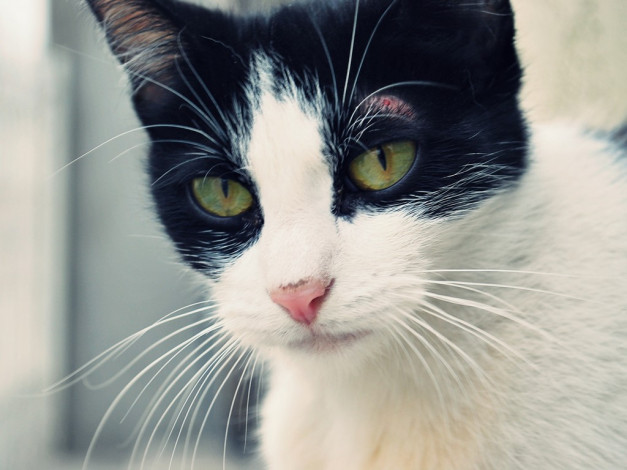 Обои картинки фото животные, коты