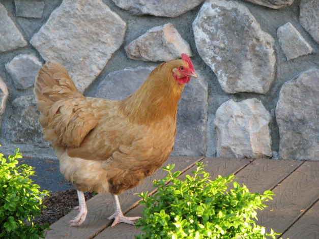 Обои картинки фото животные, куры, петухи