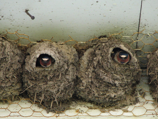 Обои картинки фото животные, ласточки