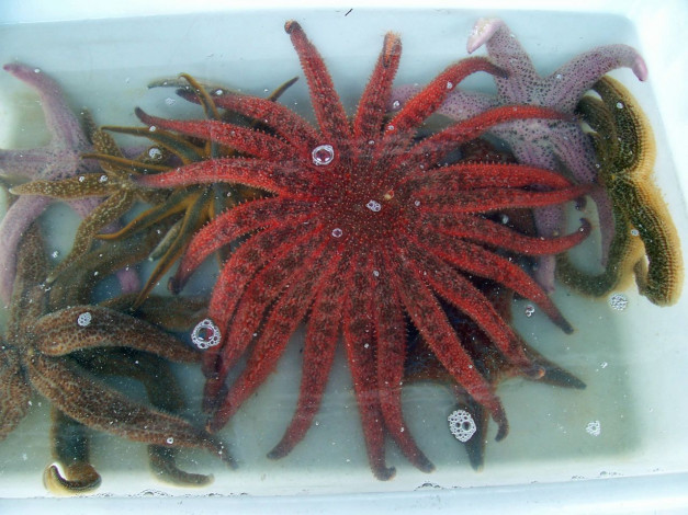 Обои картинки фото животные, морские, звёзды