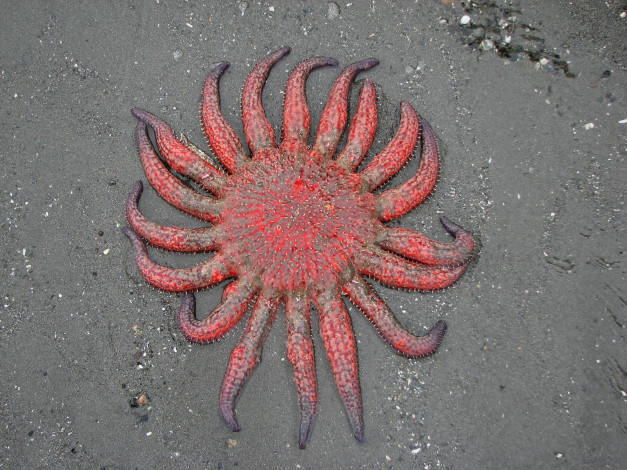 Обои картинки фото животные, морские, звёзды