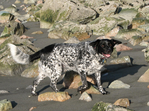 Обои картинки фото животные, собаки