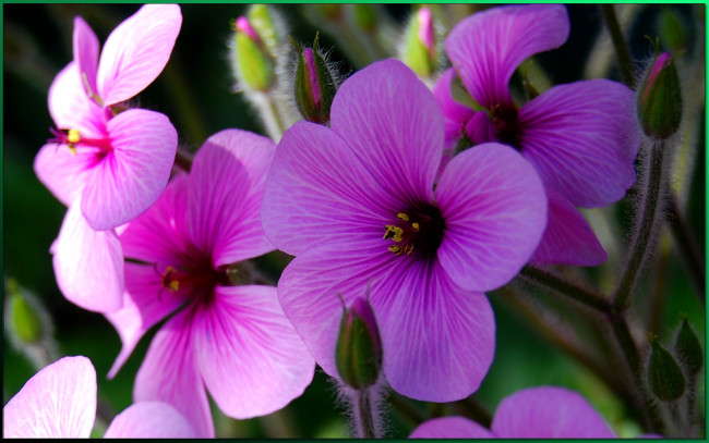 Обои картинки фото цветы