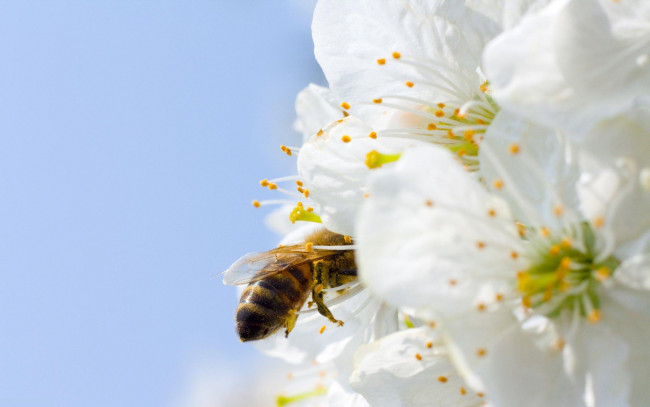 Обои картинки фото цветы, цветущие, деревья, кустарники