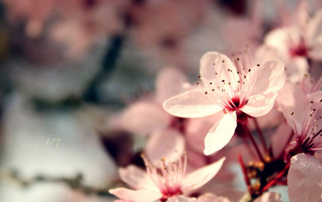 Обои картинки фото цветы, цветущие, деревья, кустарники